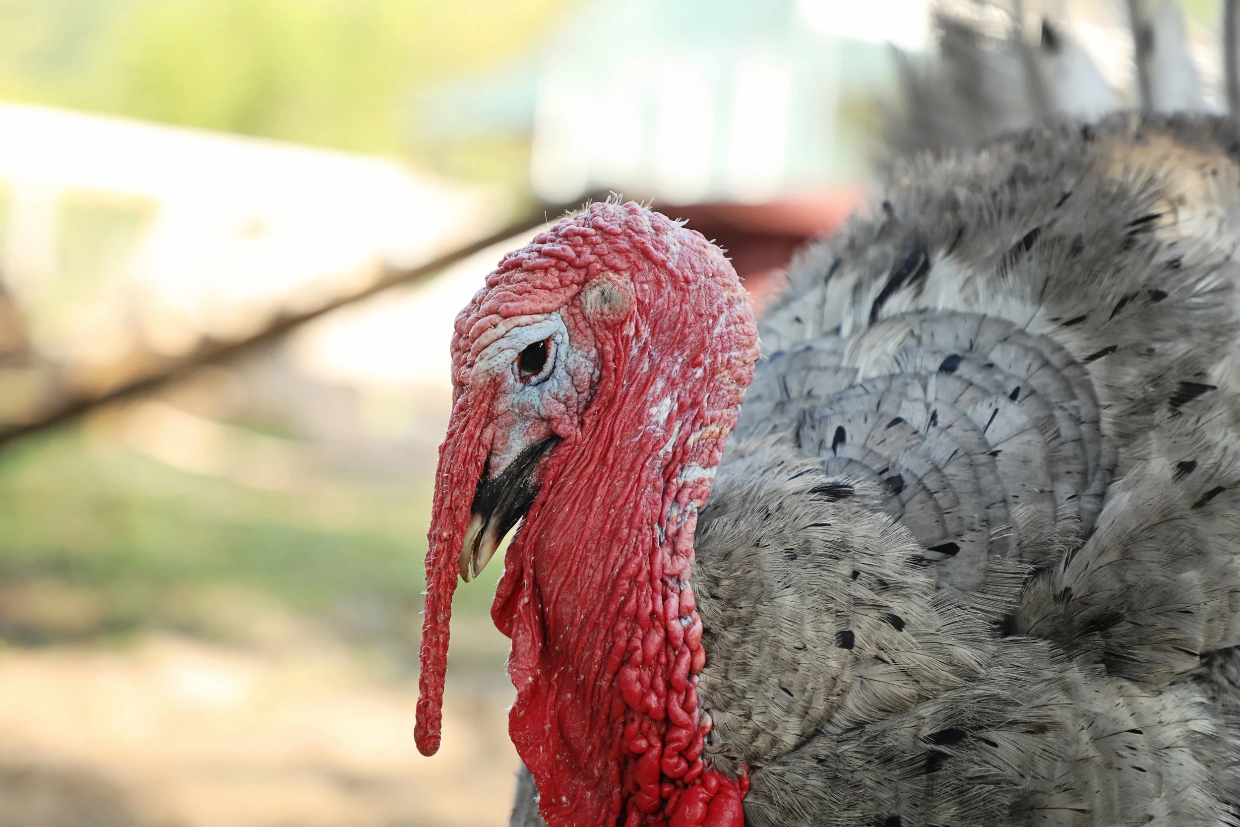 Rescued turkey at Fabled Farm Rescue and Sanctuary