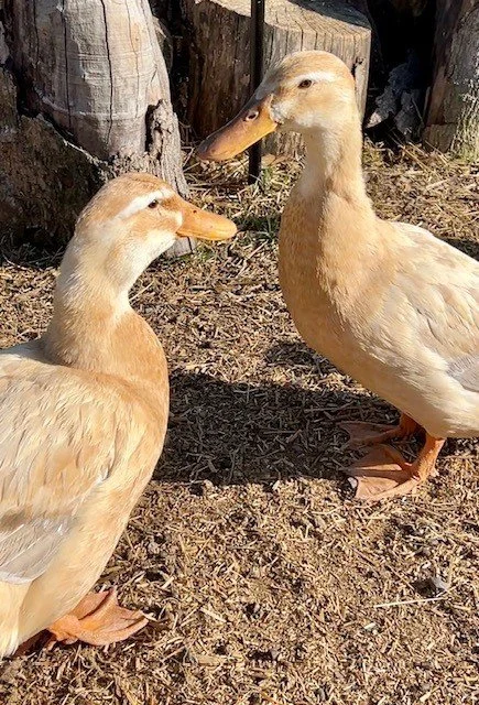 Adoptable ducks