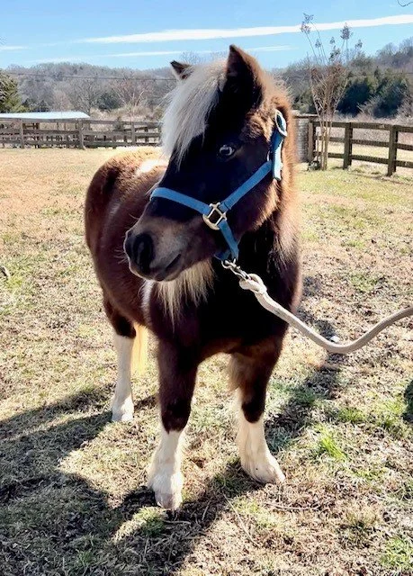 Piper Mini Horse