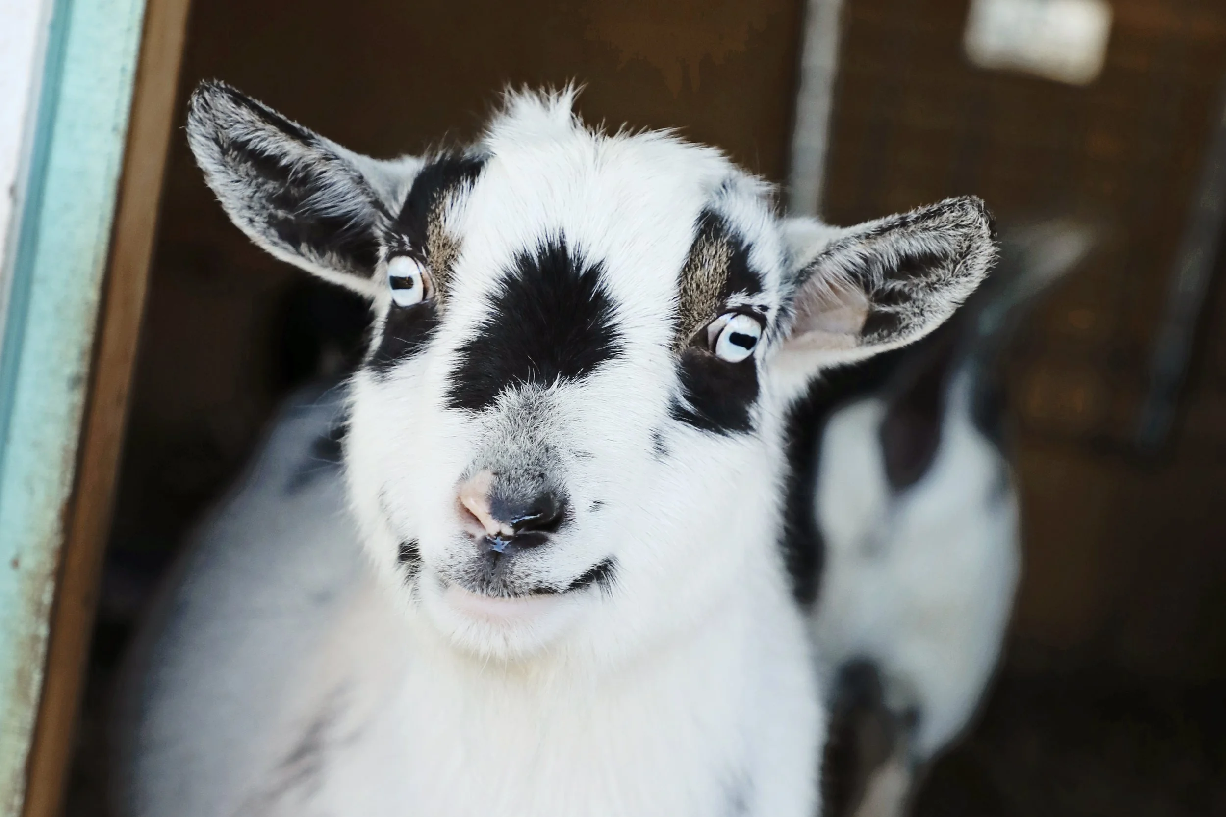 Rescued goat, Jelly Bean, at Fabled Farm Rescue & Sanctuary