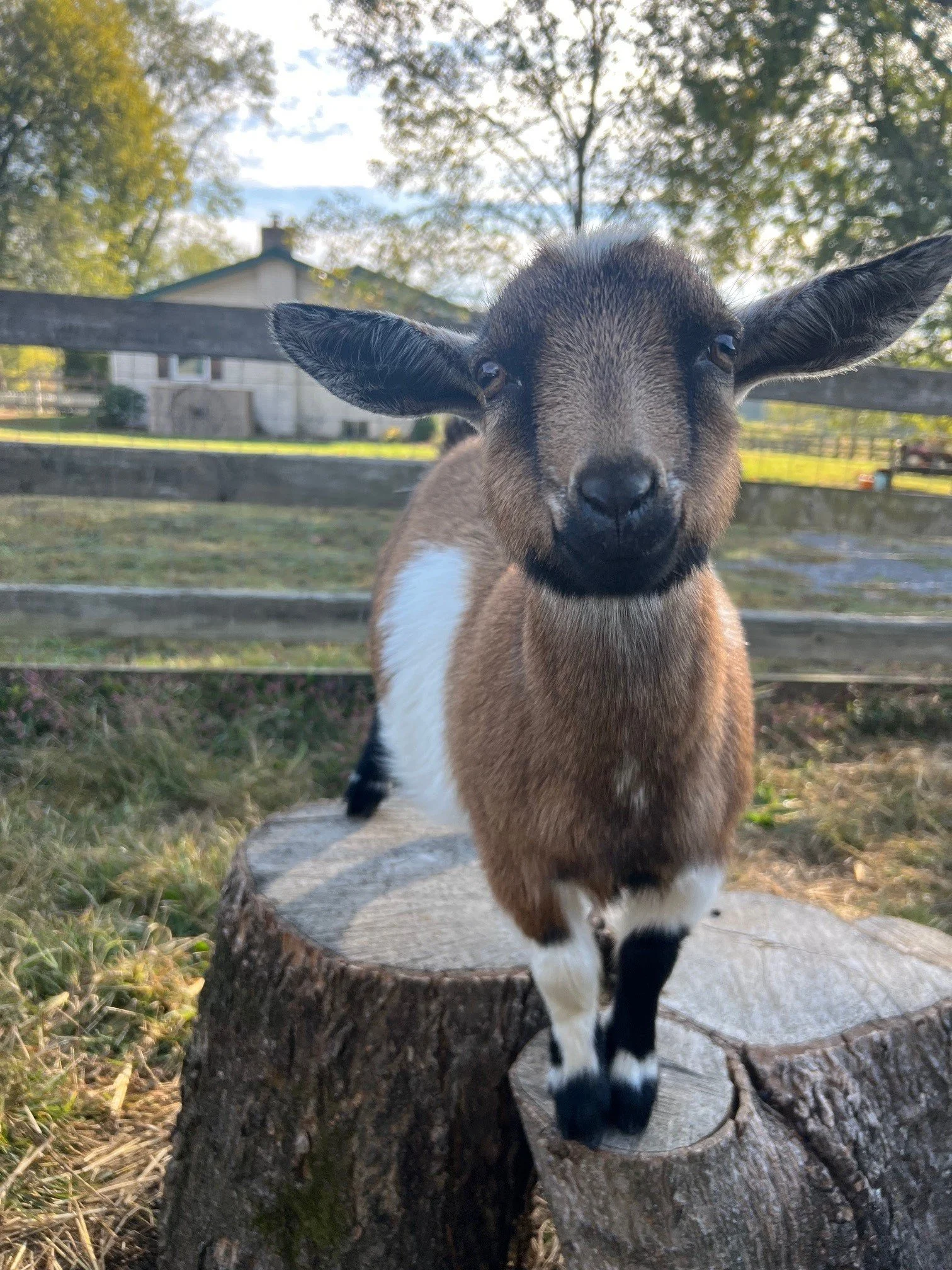 Rescued special needs goats at fabled farm rescue and sanctuary