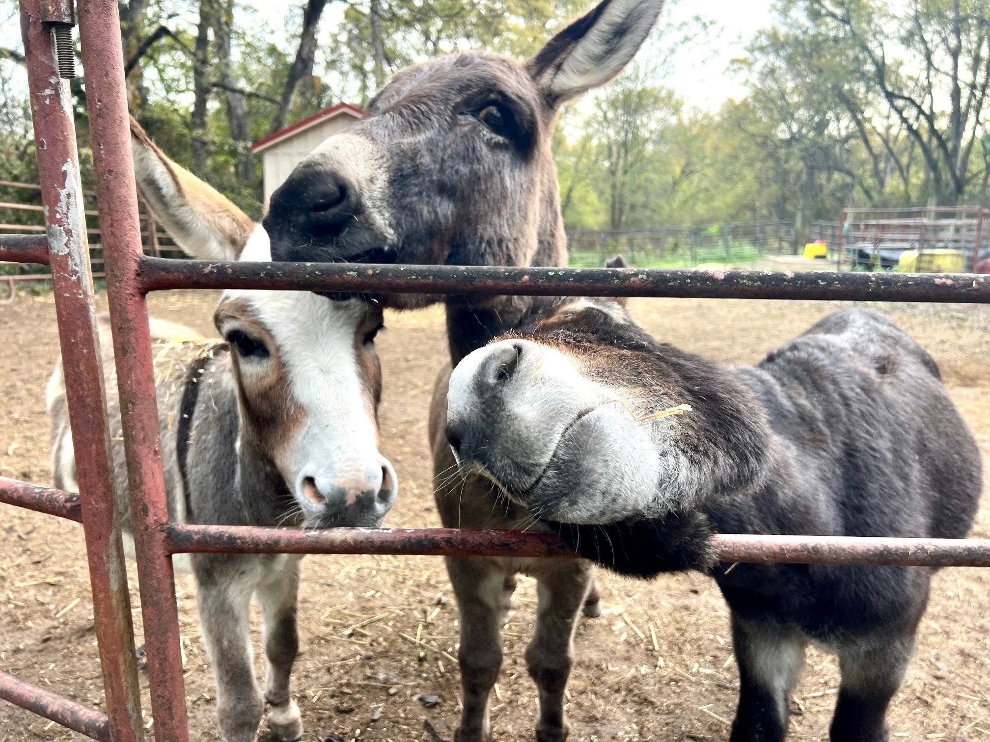 Adopted donkeys Figaro and Chaplin