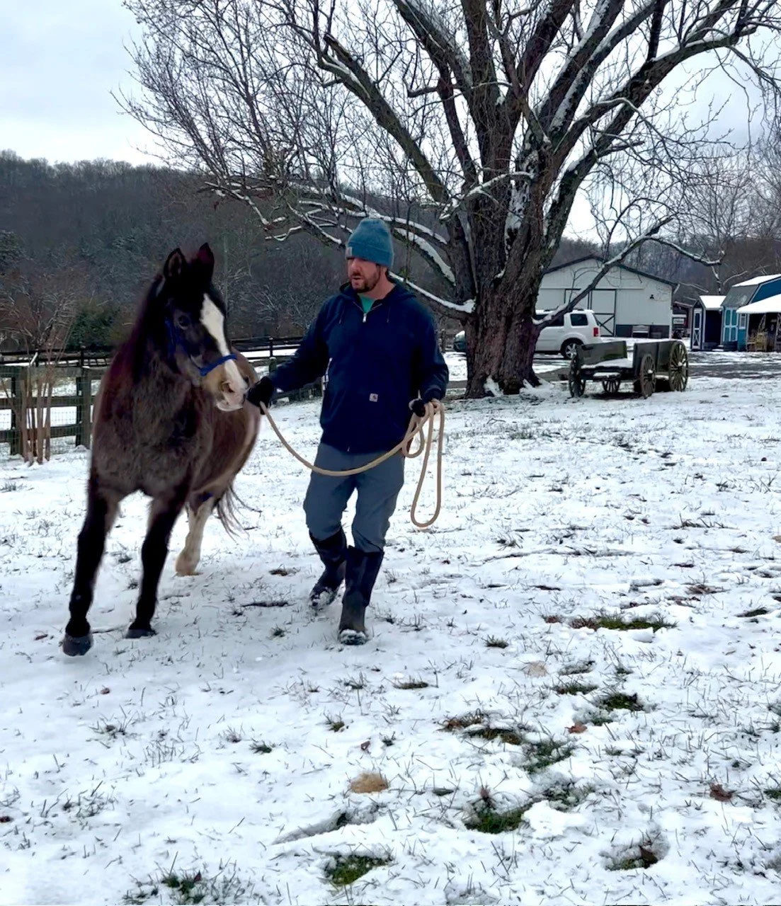 Rescue horse at Fabled Farm Rescue and Sanctuary