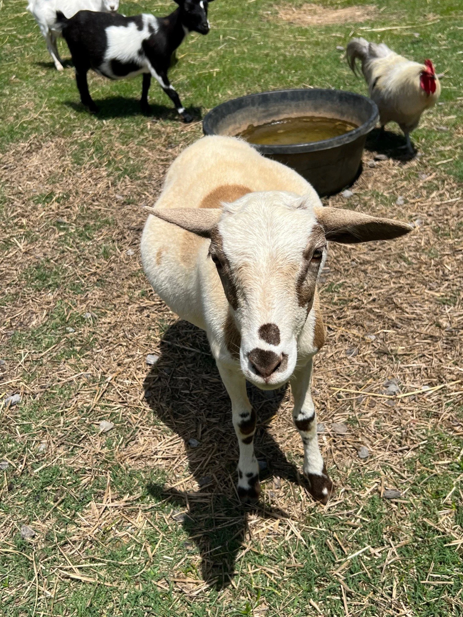 Rescued sheep at Fabled Farm Rescue & Sanctuary