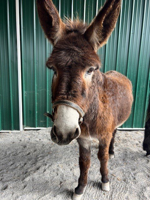 Rescued donkey Fabled Farm Rescue & Sanctuary