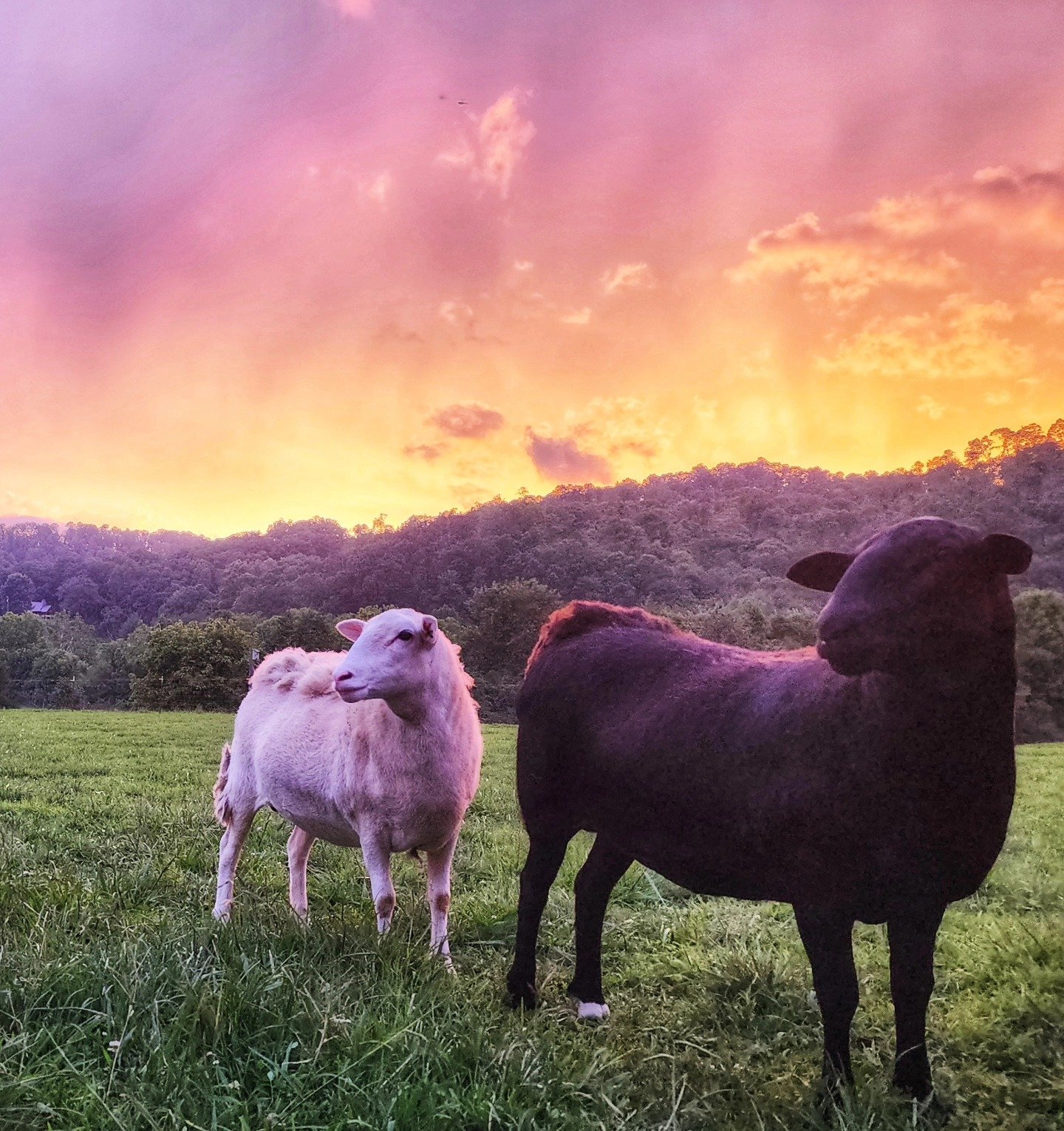 Adopted animals at Magnolia Harbor Carefarm