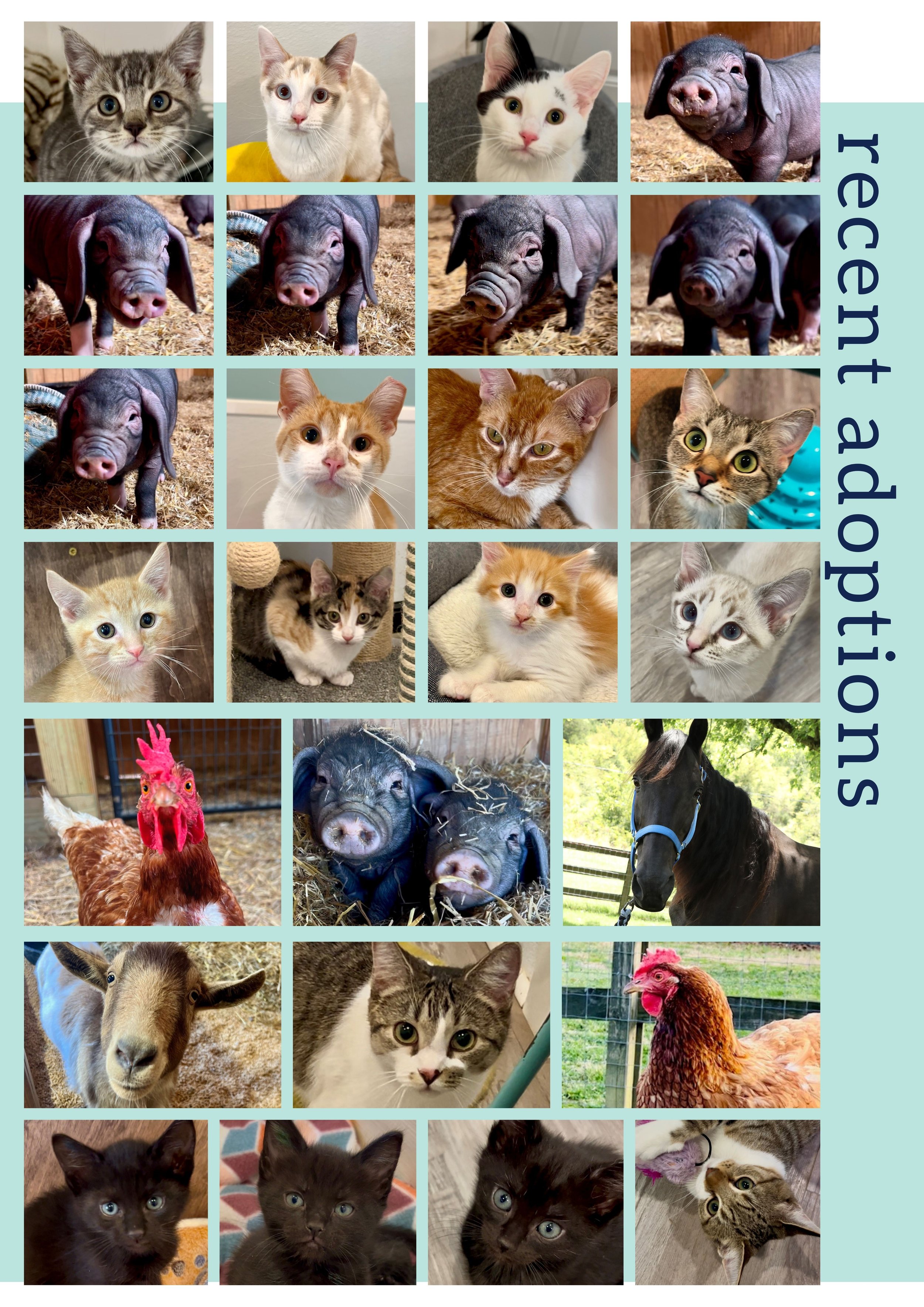 Fabled Farm Spring Newsletter 2025