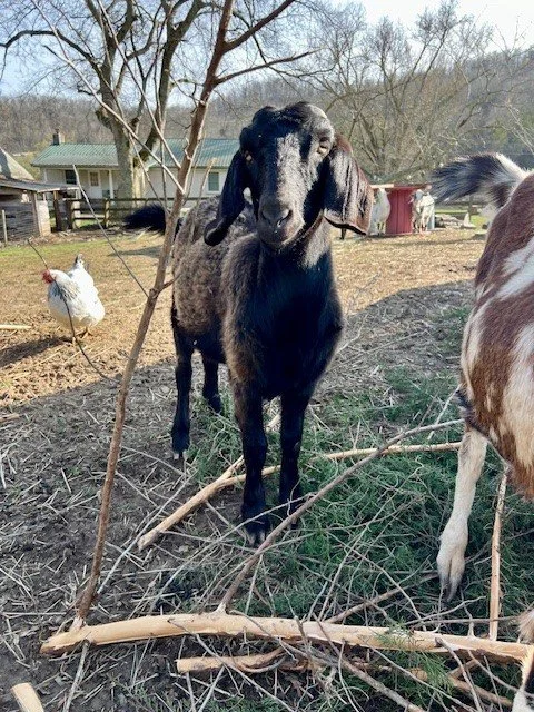 Rescued special needs goat at fabled farm rescue and sanctuary