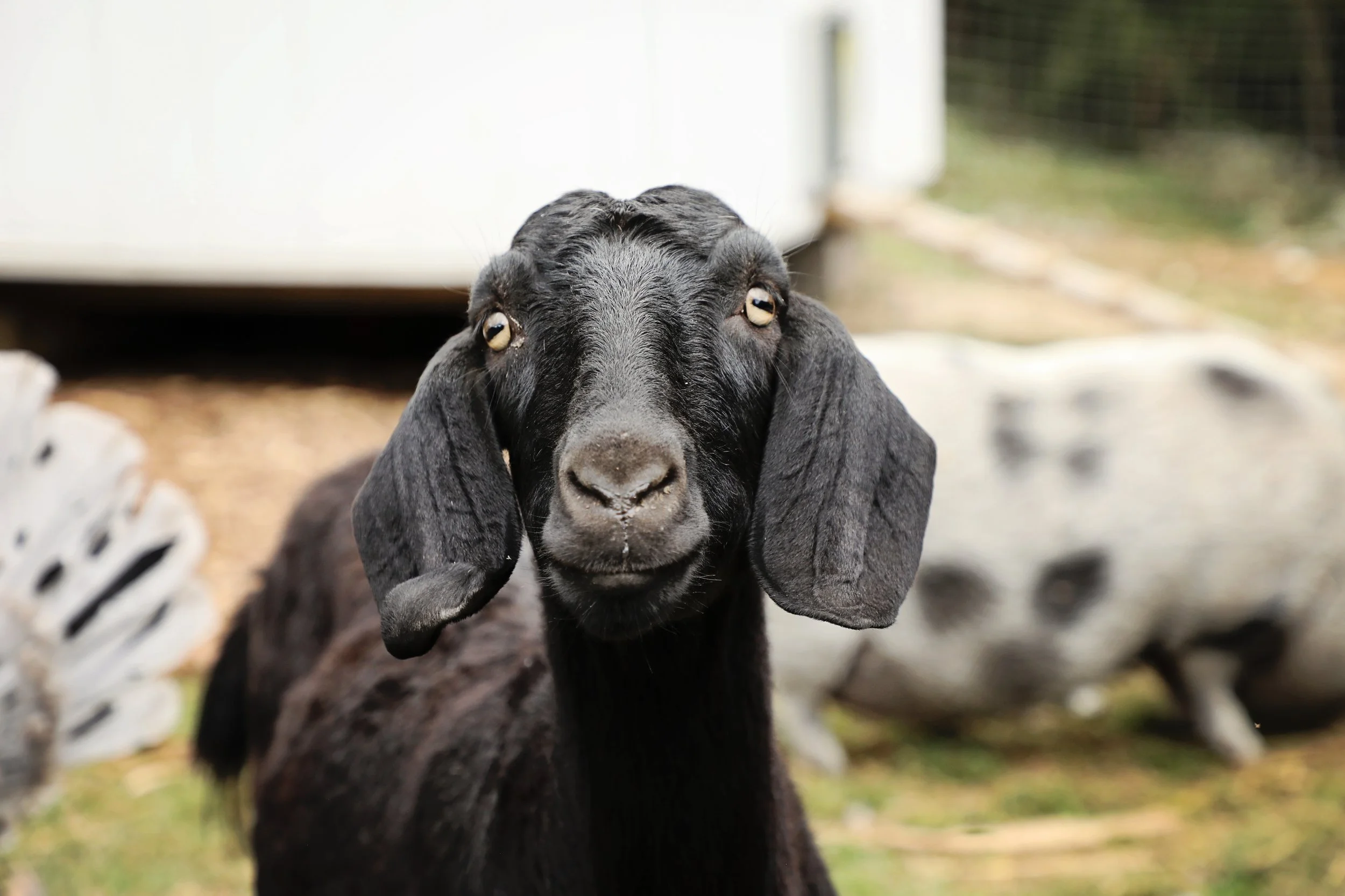 Close-up of a black goat with long floppy ears, standing outdoors near rocks.