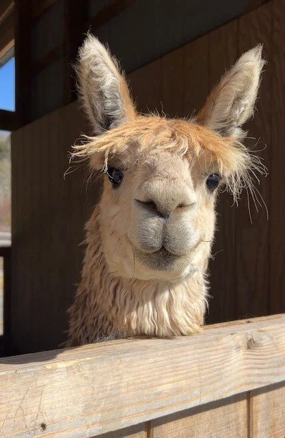 Rescued alpaca