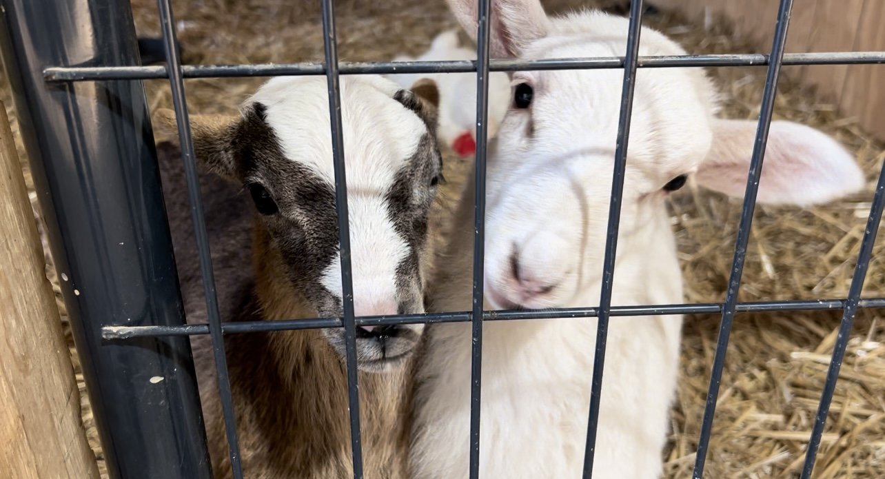 Rescued sheep at Fabled Farm Rescue & Sanctuary