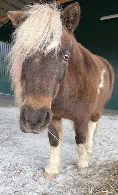 Piper Mini Horse