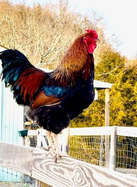 Rescued chickens at fabled farm rescue and sanctuary