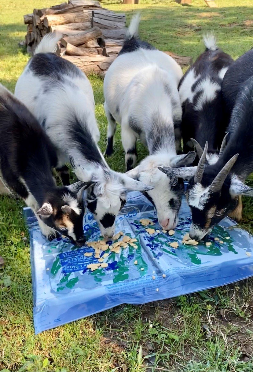 Rescued goats at Fabled Farm Rescue & Sanctuary