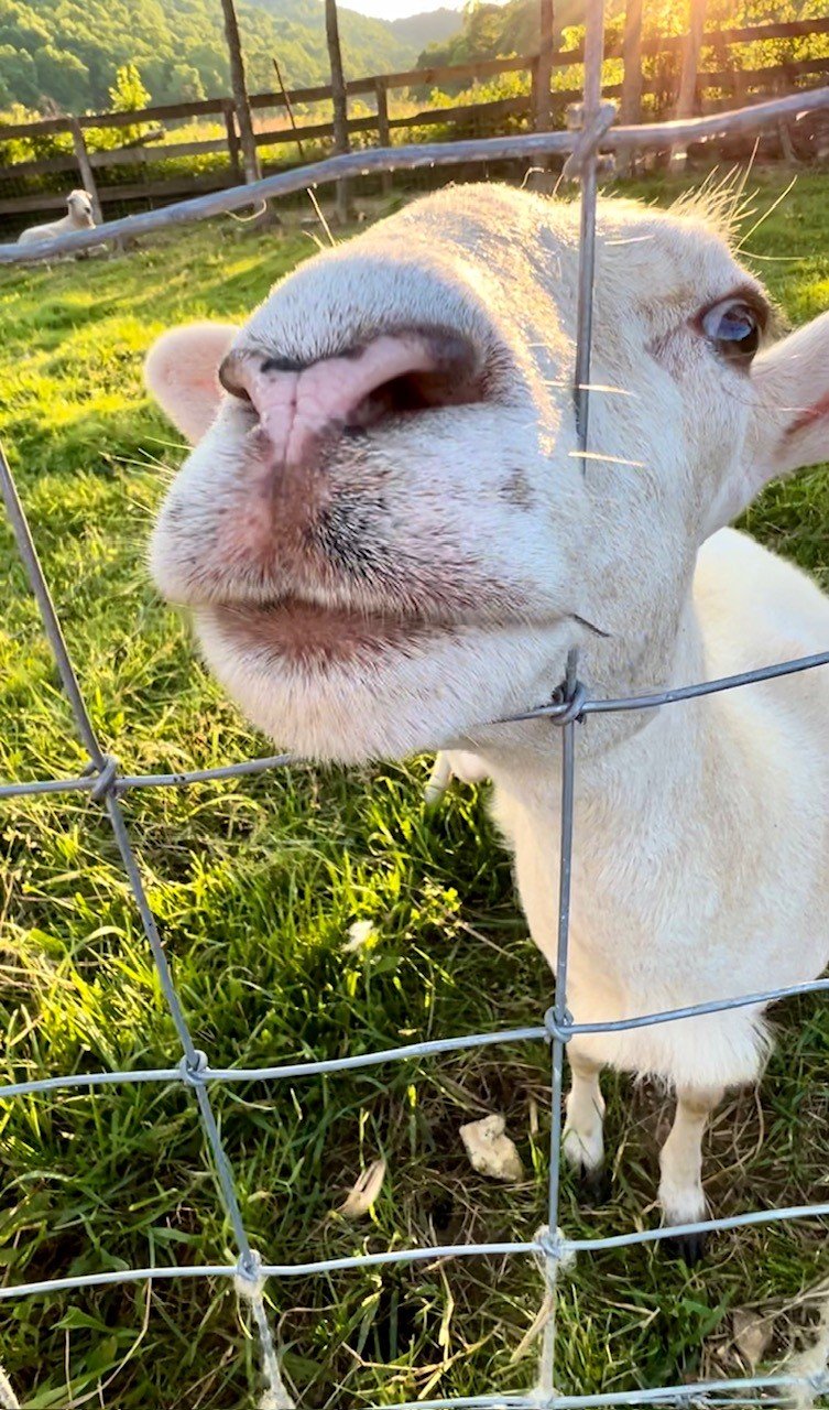 Rescued special needs sheep at Fabled Farm Rescue and Sanctuary