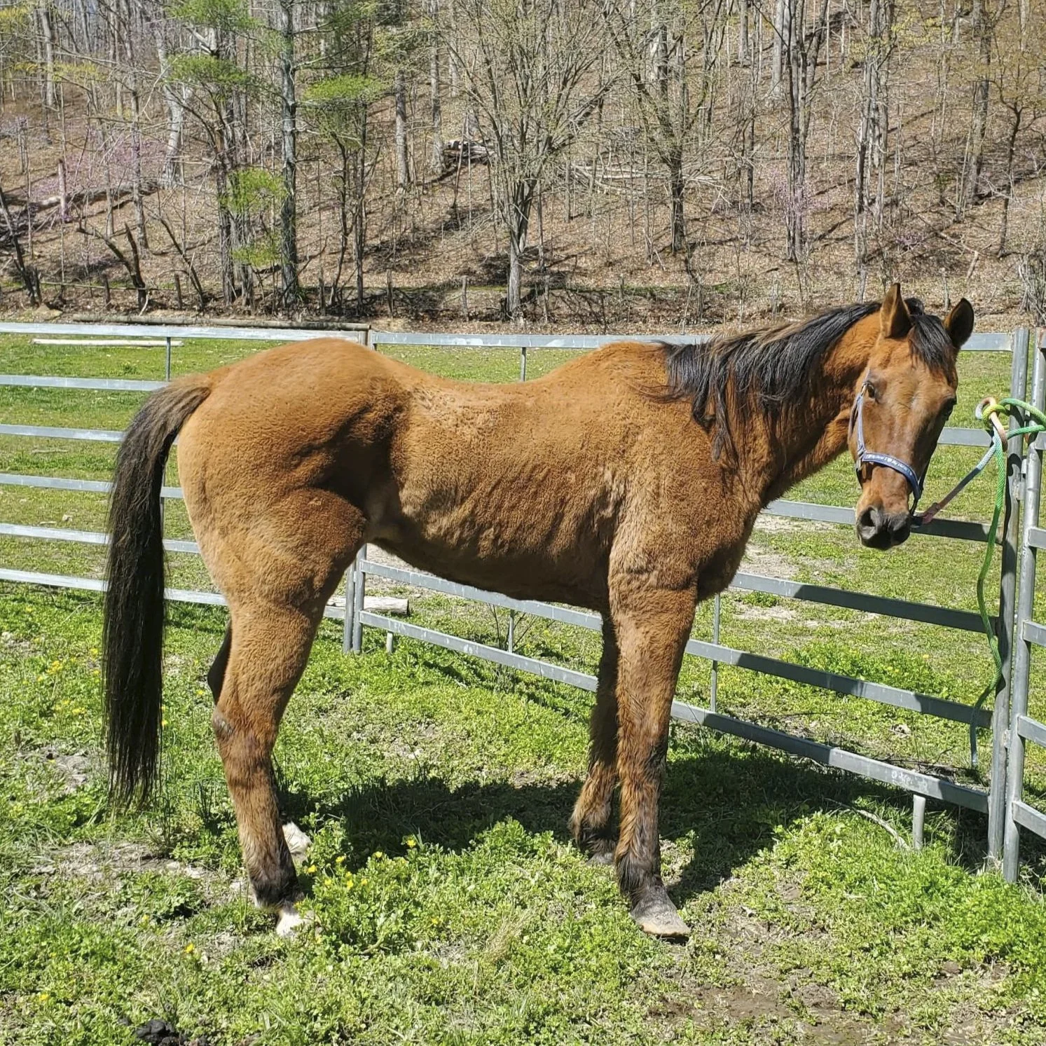 Senior Horse arriving at Fabled Farm Rescue
