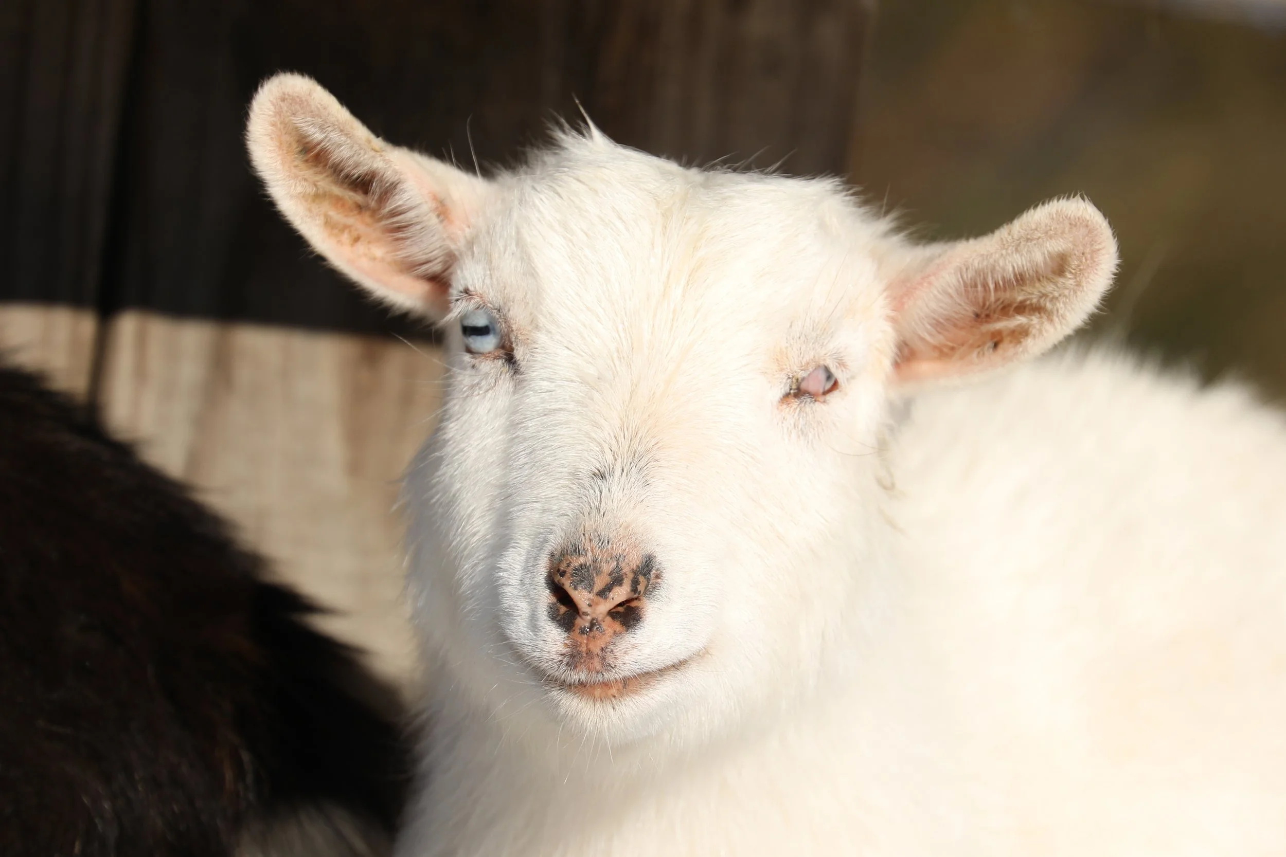 Rescued special needs goat at Fabled Farm Rescue and Sanctuary