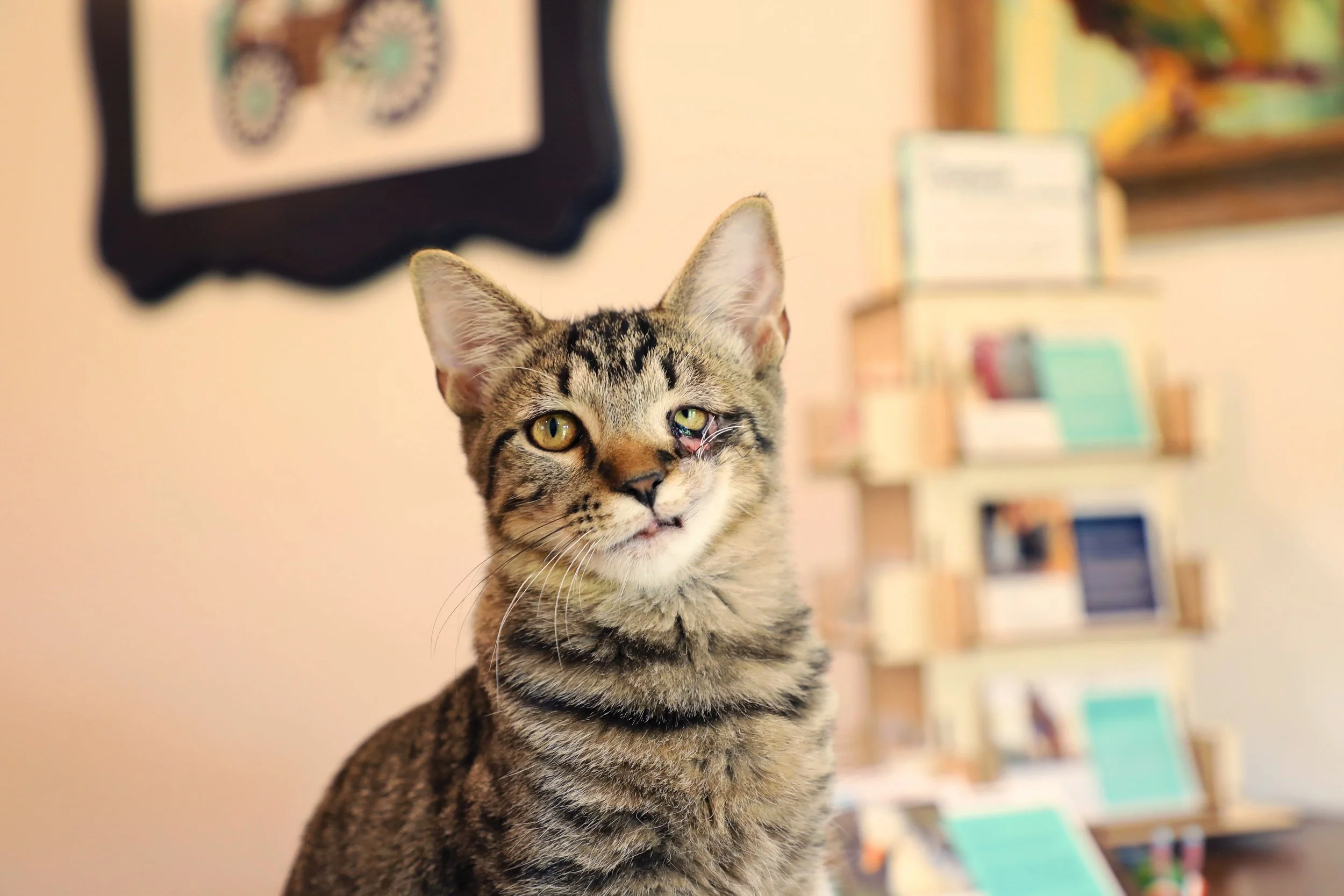 Young tabby cat with one eye slightly closed, sitting indoors near a blurred bookshelf and wall art.