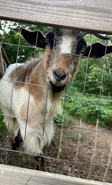 Adopted Goat