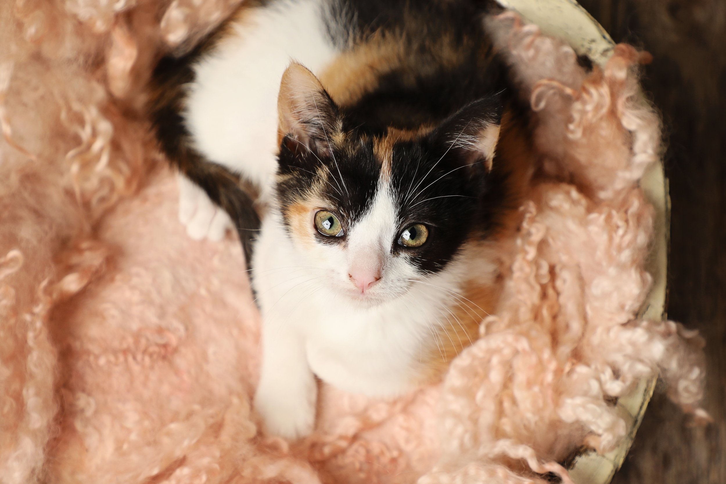 Rescued kitten at Fabled Farm Rescue & Sanctuary