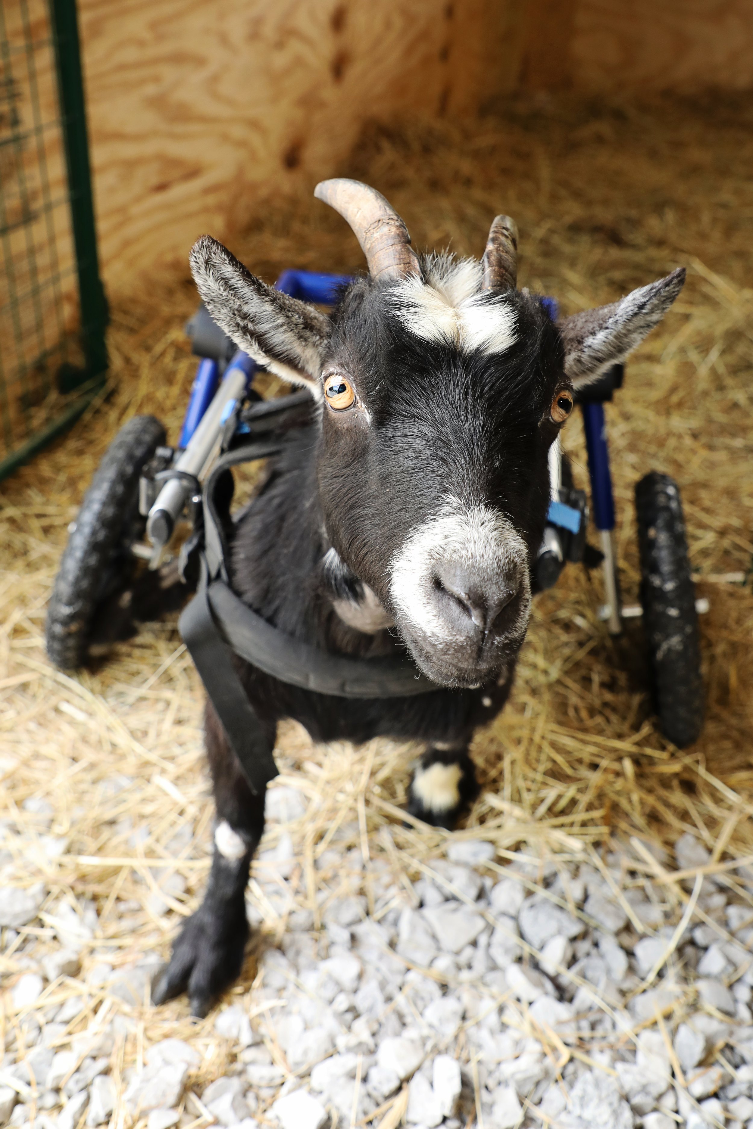 Rescue goat Arwin in her wheelchair
