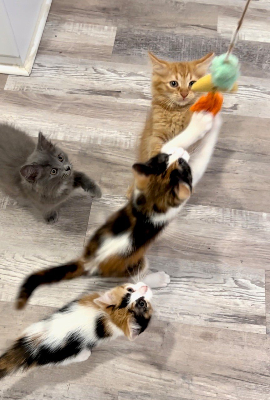 Kittens rescued by Fabled Farm Rescue & Sanctuary