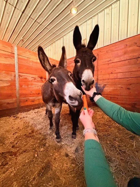 Adopted donkeys