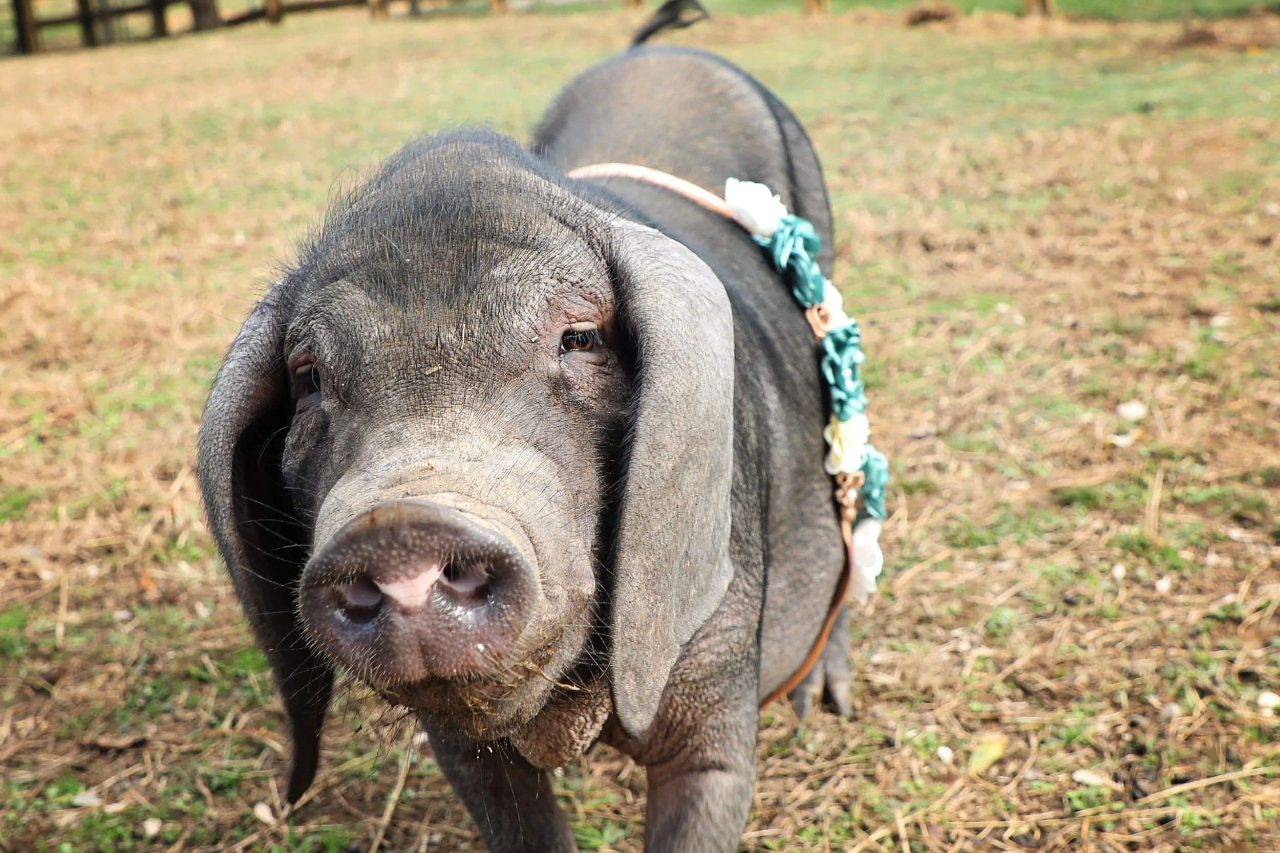 Pig Sanctuary | Rescued Pigs at Fabled Farm Rescue & Sanctuary — Fabled ...
