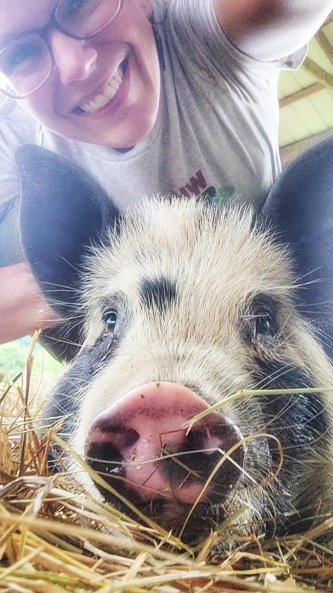 Adopted pig