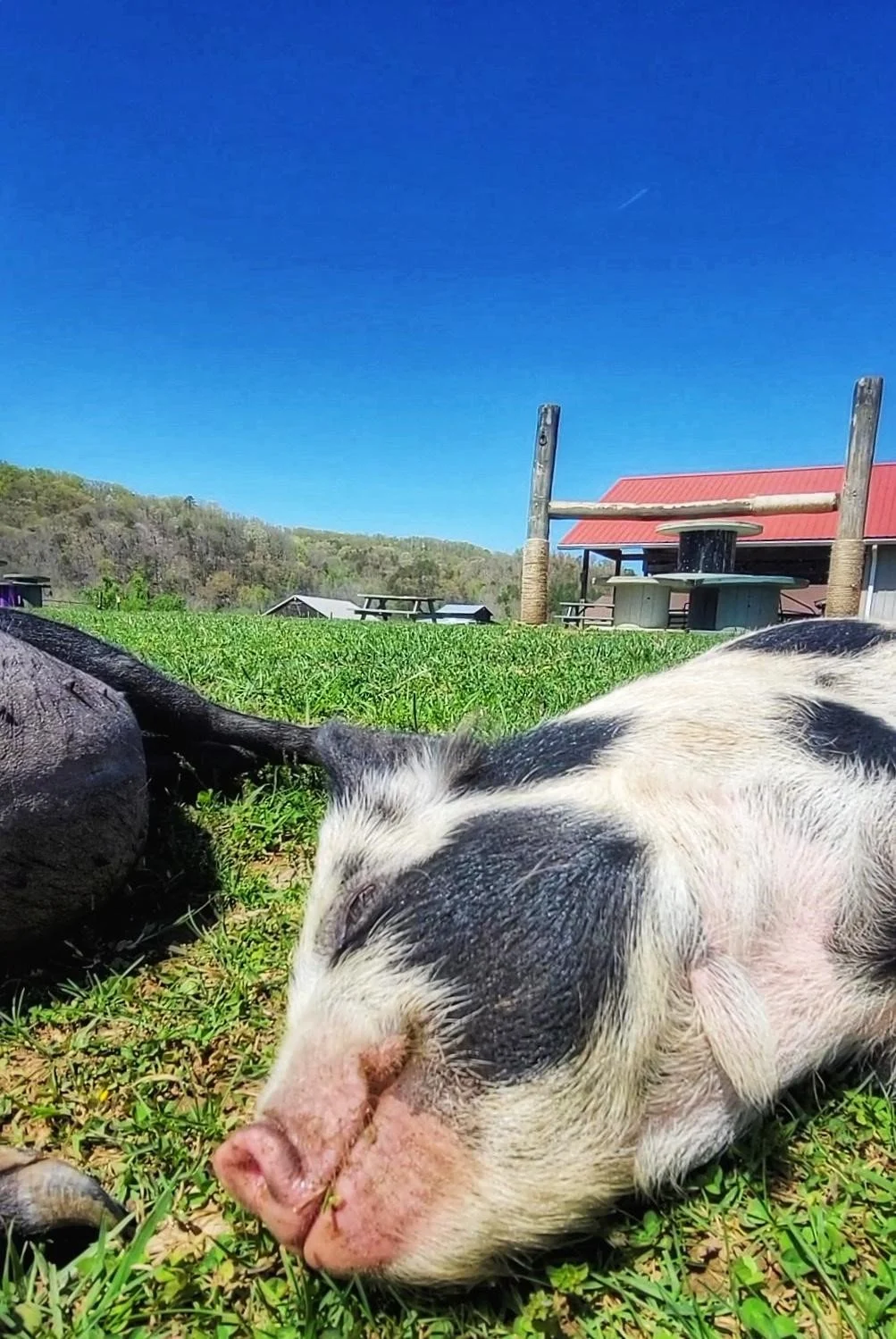 Adopted pig