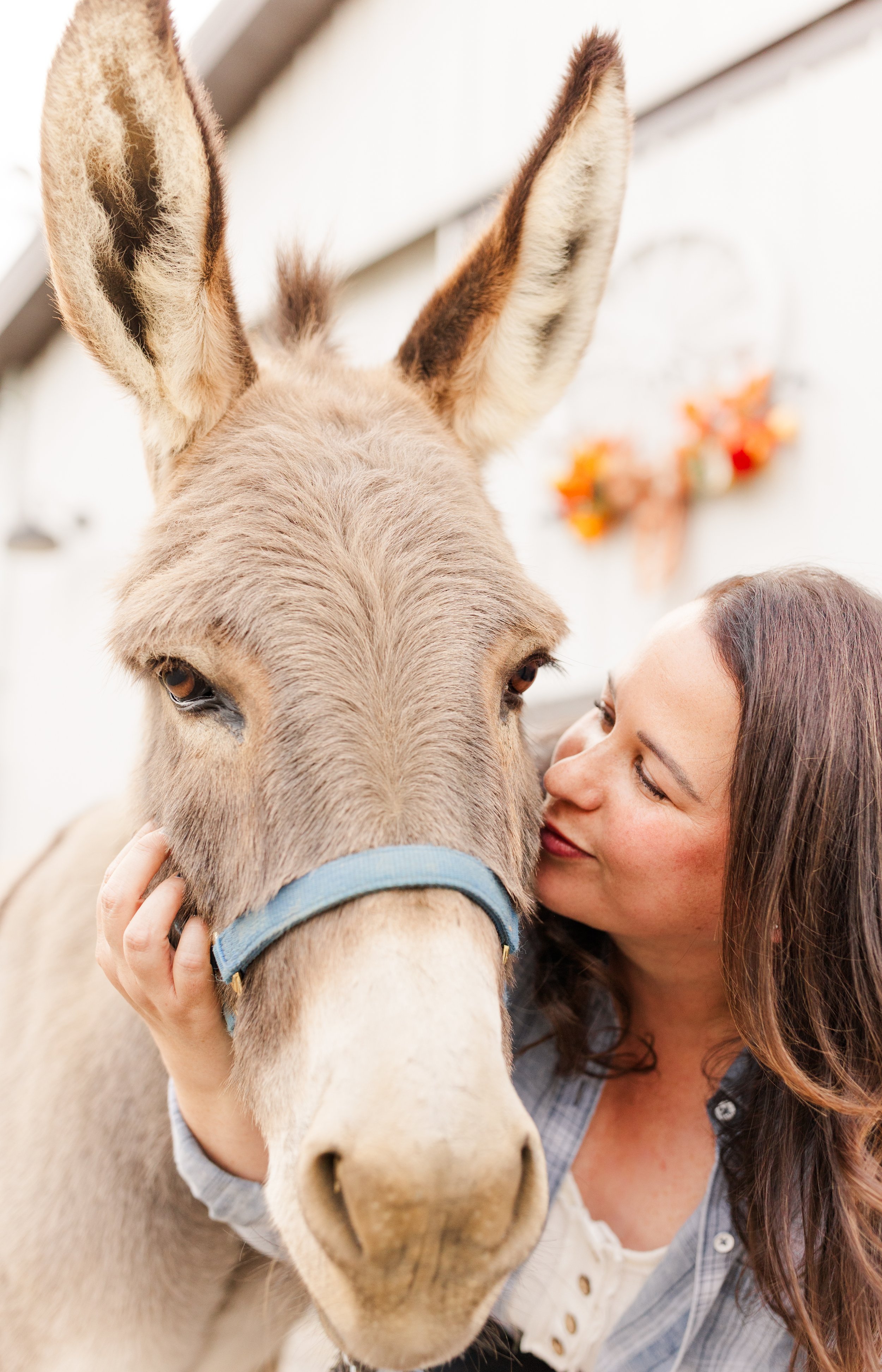 Rescued donkey at Fabled Farm Rescue and Sanctuary