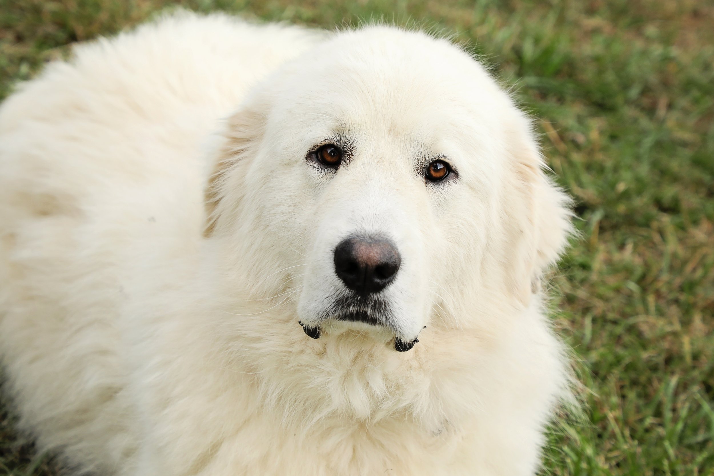 A large, fluffy white dog lying on the grass, staring at the camera with brown eyes.