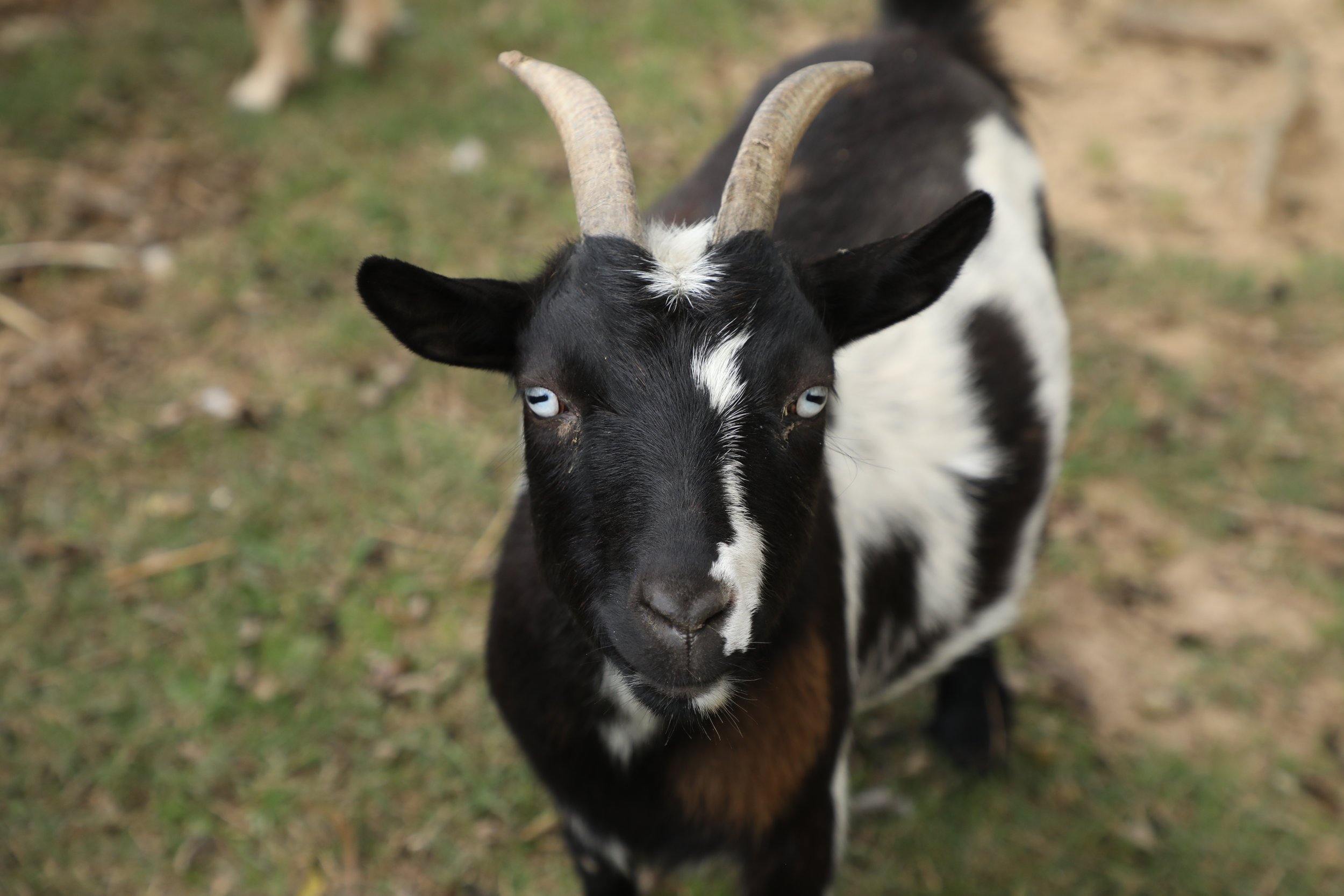 Rescued goats at Fabled Farm Rescue & Sanctuary