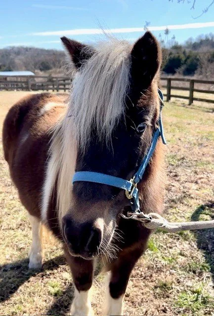 Piper Mini Horse