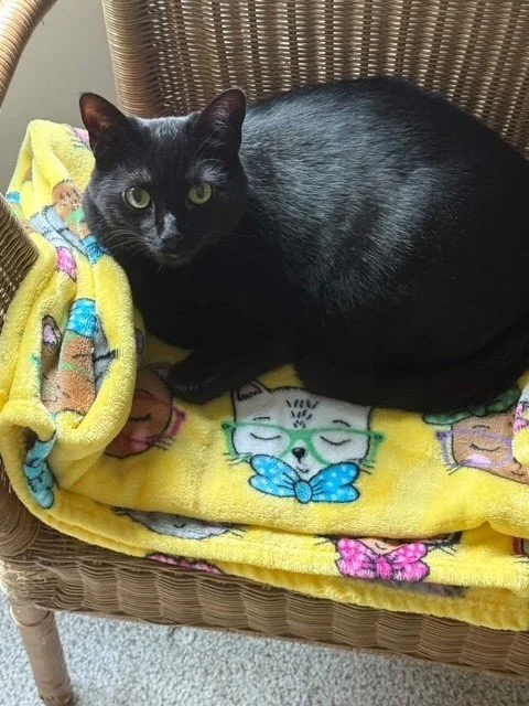 Adopted cat Hocus in her forever home