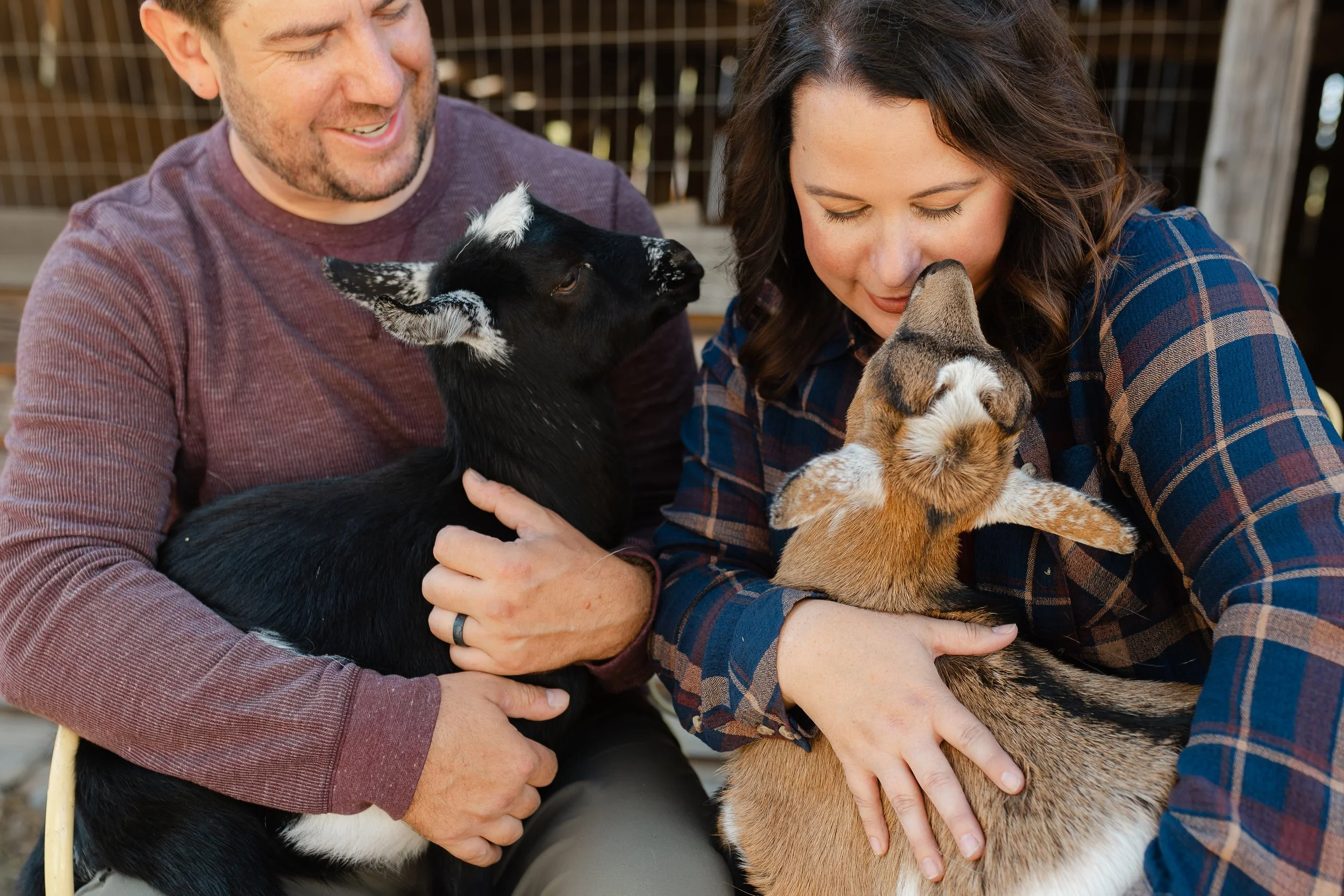 Rescued special needs goats at fabled farm rescue and sanctuary