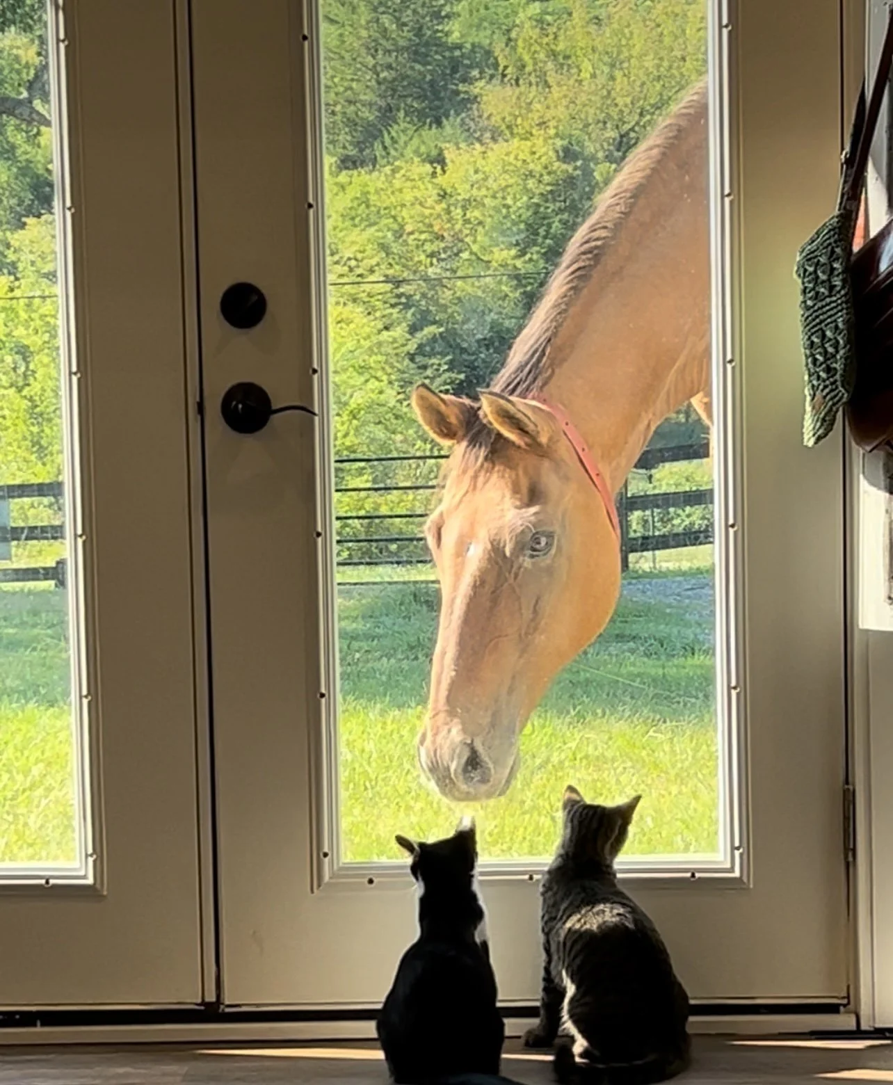Two cats sitting inside looking out an open door at a horse outside.