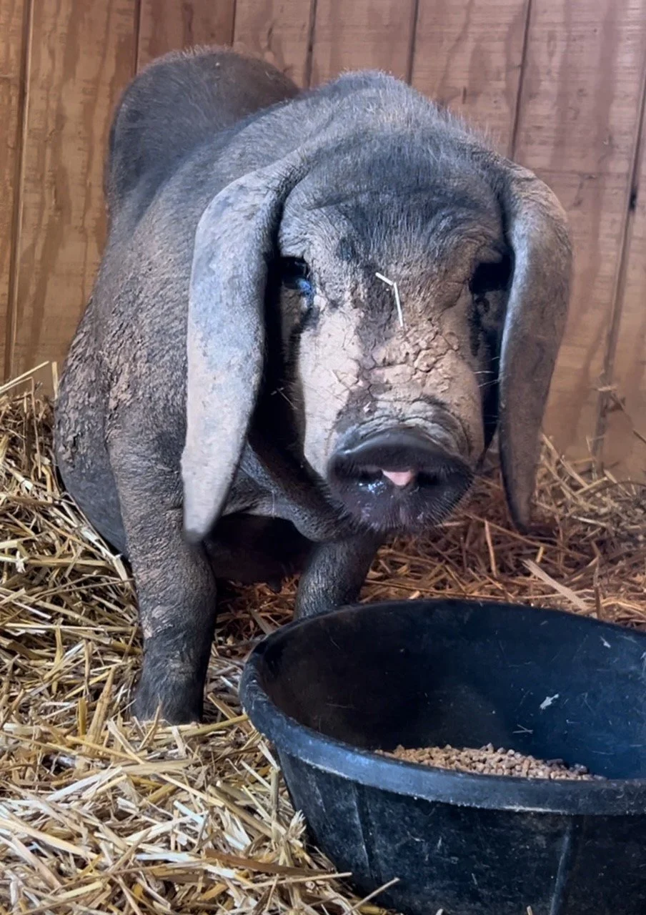 Rescued pregnant pig at Fabled Farm Rescue & Sanctuary