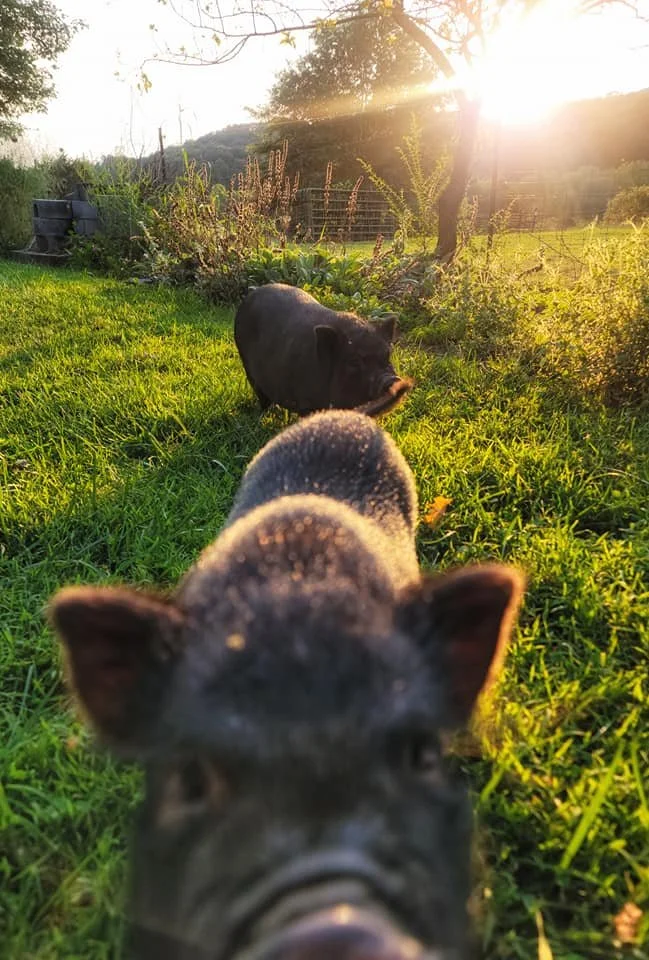 Adopted pigs