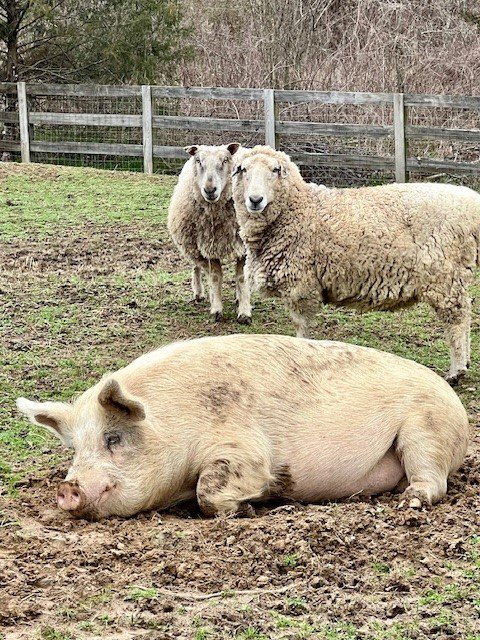 Rescued sheep at Fabled Farm Rescue and Sanctuary
