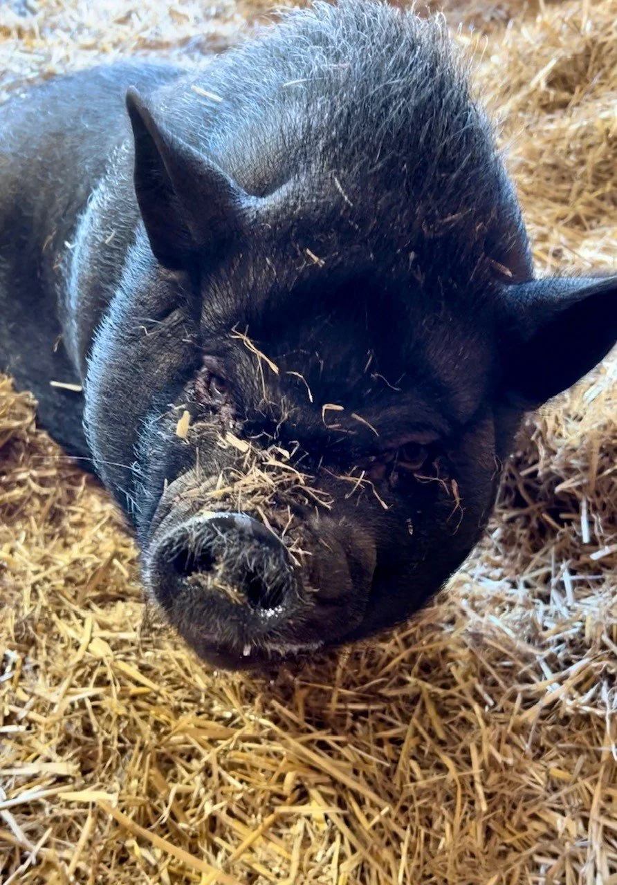 Rescued Pig Bitty Boo at Fabled Farm Rescue and Sanctuary