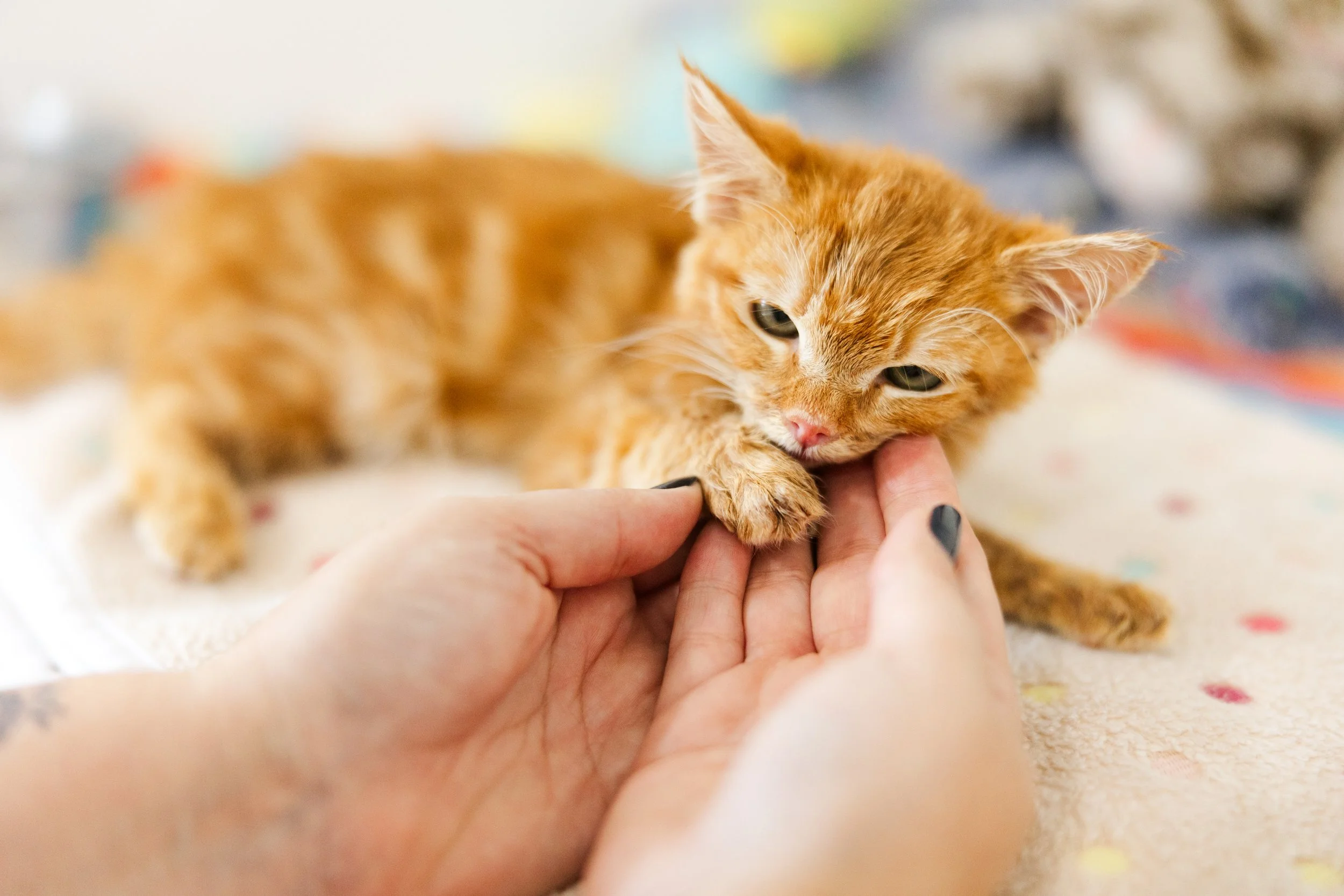 Close-up of an orange tabby kitten being gently held by a person's hands with a colorful background.