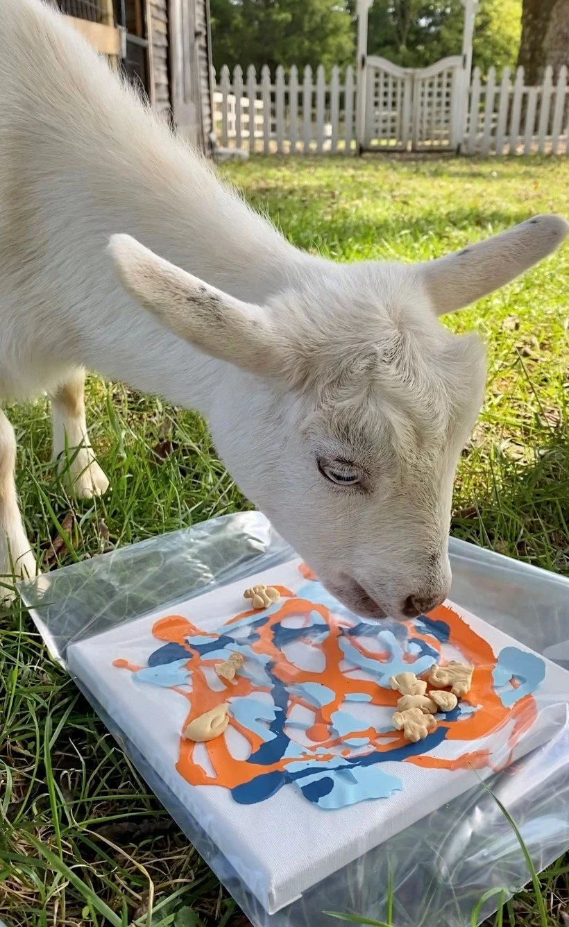 Rescued special needs goat at Fabled Farm Rescue and Sanctuary