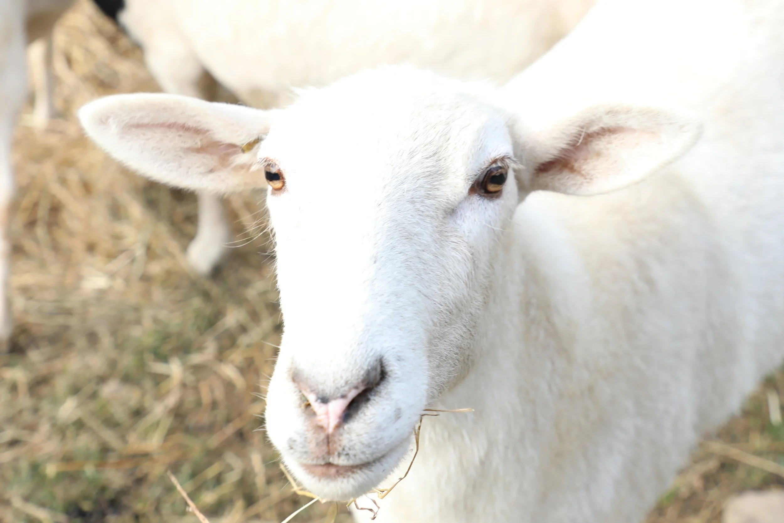 Close-up of a white goat with brown eyes, standing on grassy ground with hay in the background.