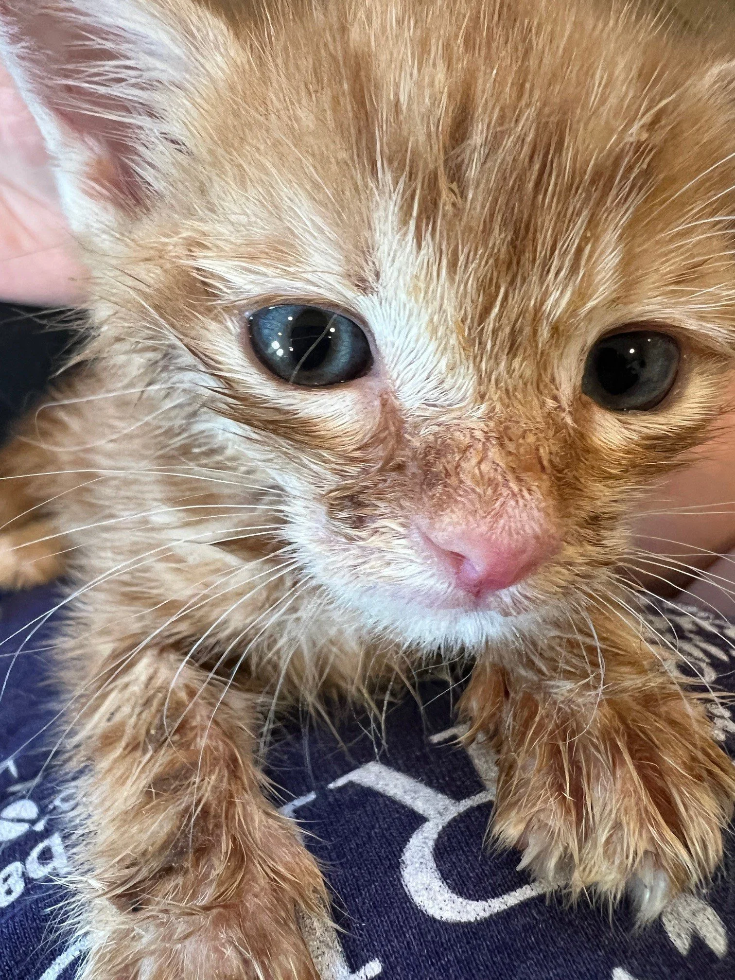 A close-up of a small orange tabby kitten with white markings, showing its face with blue eyes on a dark cloth background.