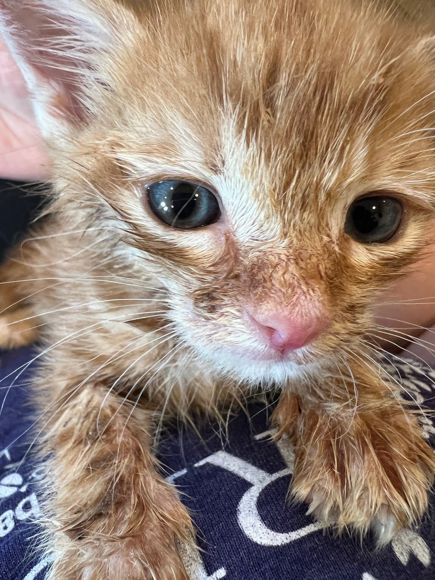 Rescued special needs kitten at Fabled Farm Rescue & Sanctuary