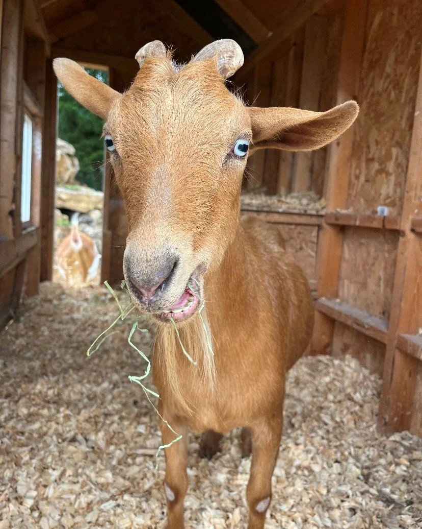 Adopted goat