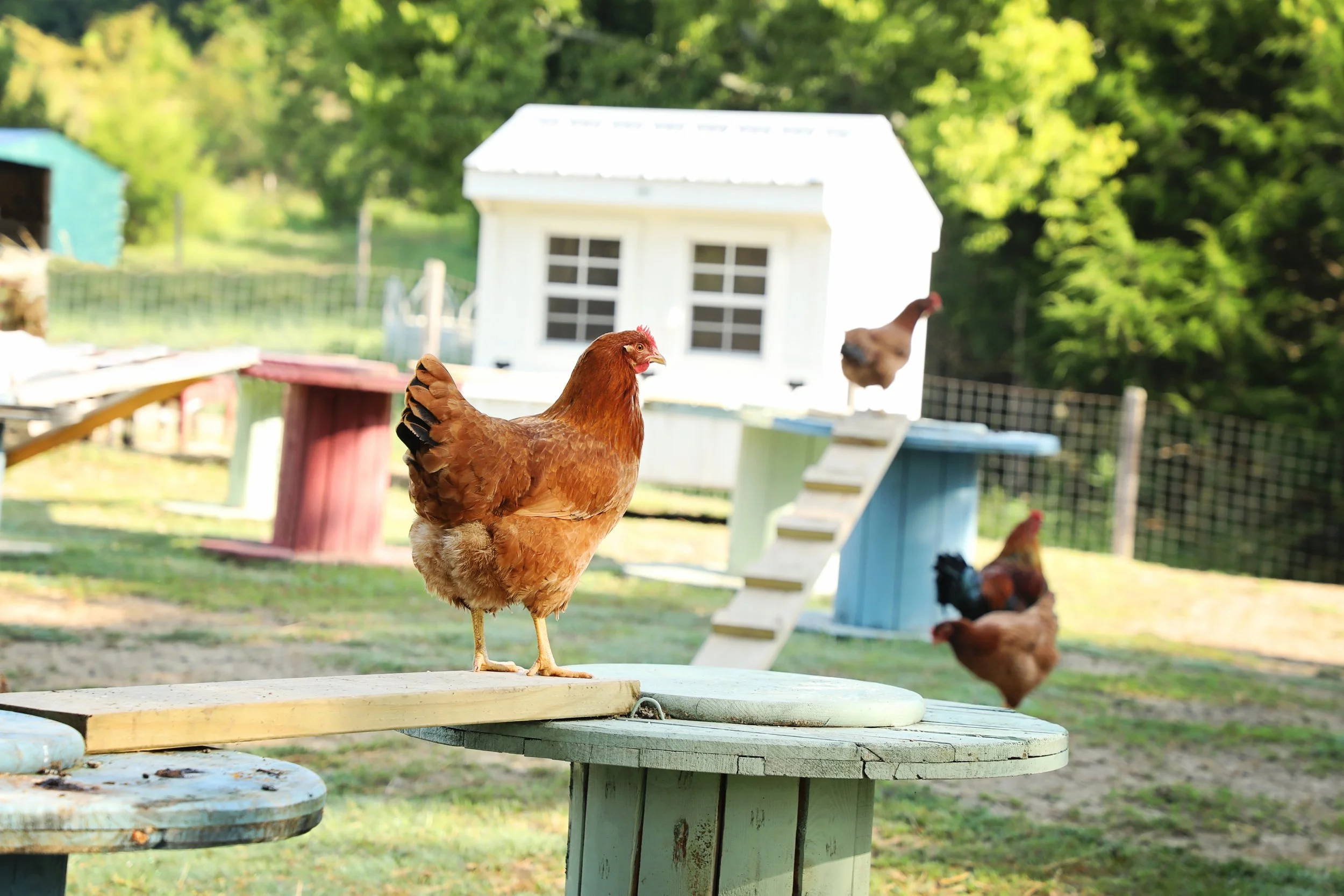 A hen standing on a wooden table outdoors with a chicken coop and other chickens in the background.