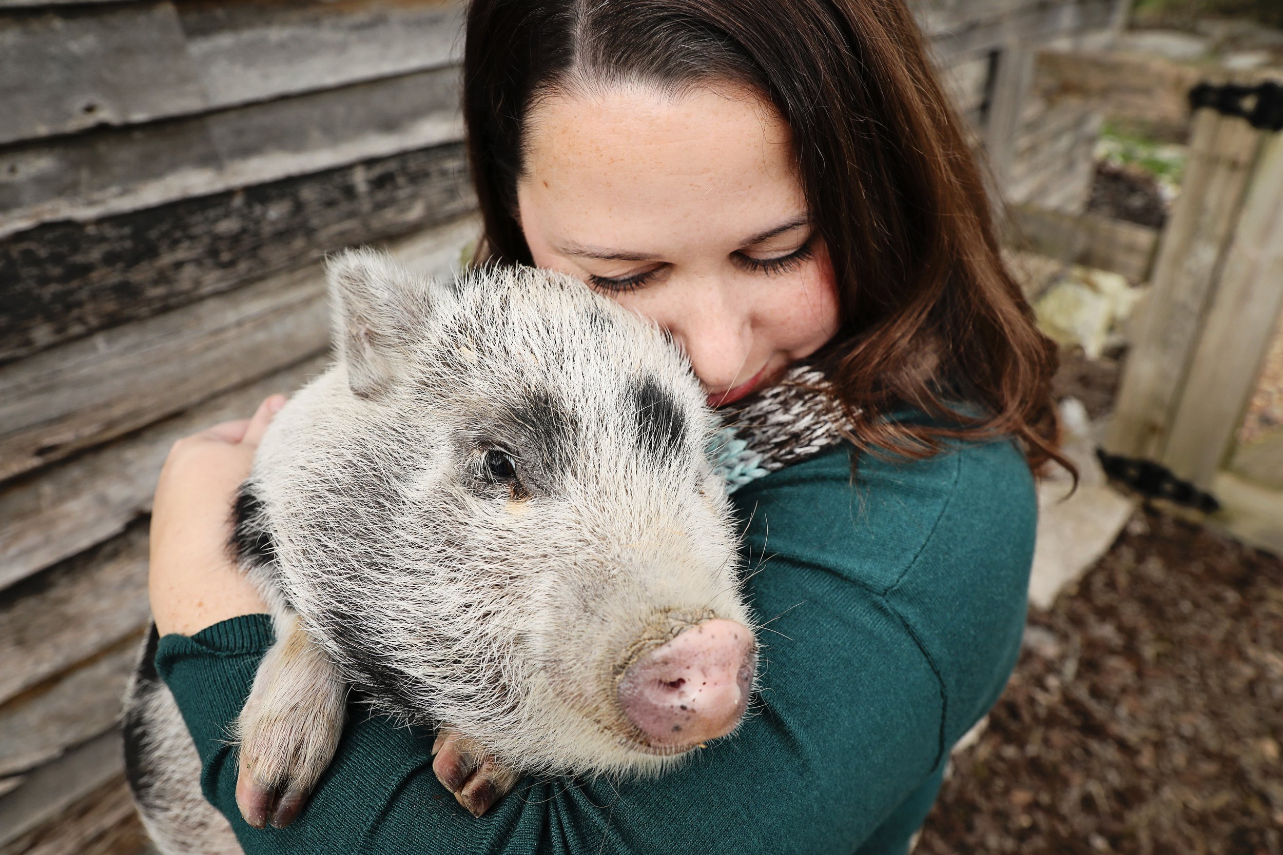 Rescued special needs pig at Fabled Farm Rescue & Sanctuary