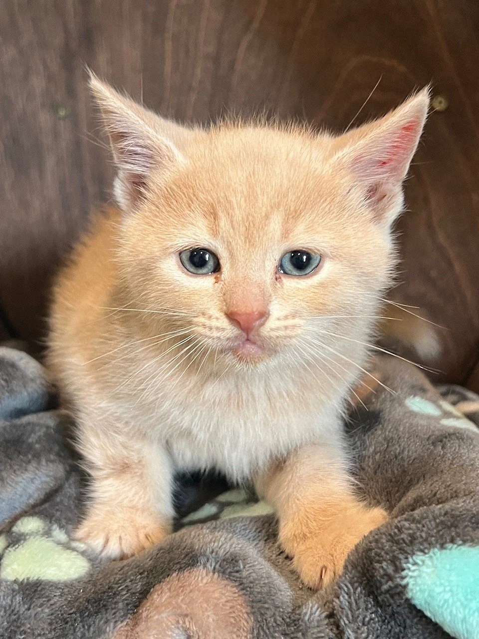 Adoptable Kittens